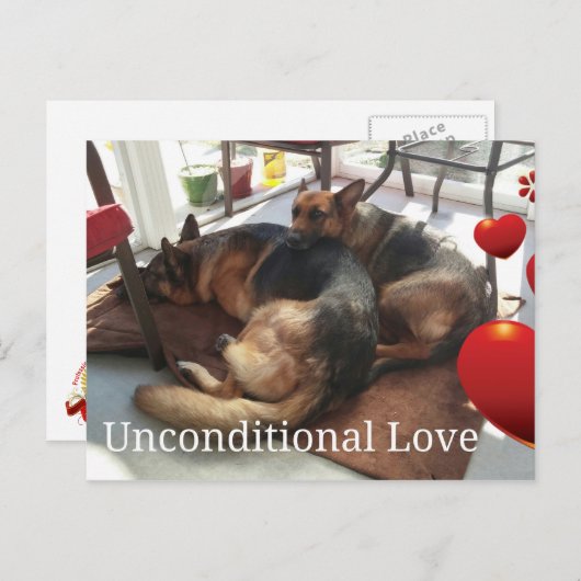 German Shepherd Unconditional Love Briefkaart (Voorkant / Achterkant)