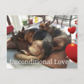 German Shepherd Unconditional Love Briefkaart (Voorkant)