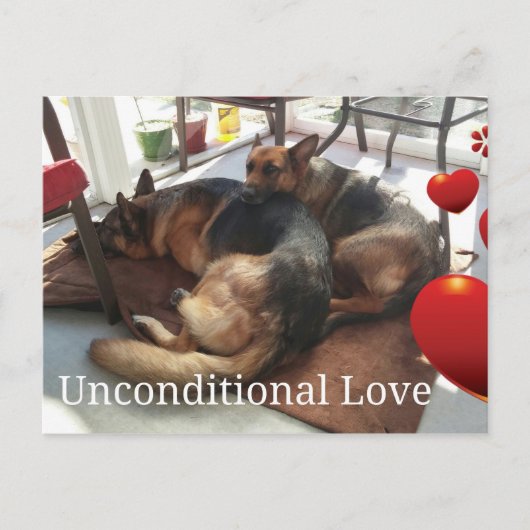 German Shepherd Unconditional Love Briefkaart (Voorkant)