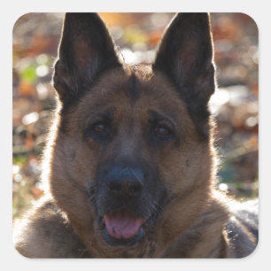 German Shepherd Vierkante Sticker