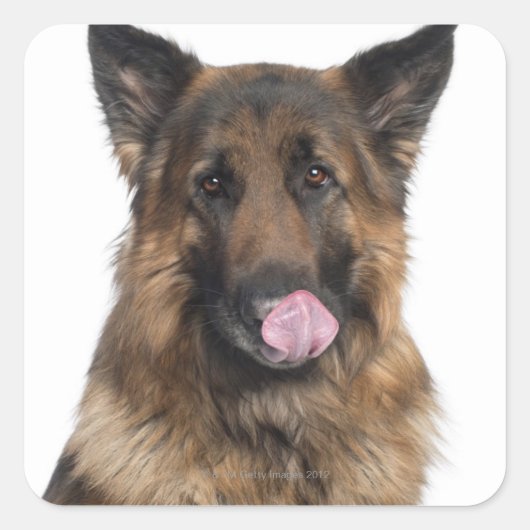 German Shepherd Vierkante Sticker (Voorkant)