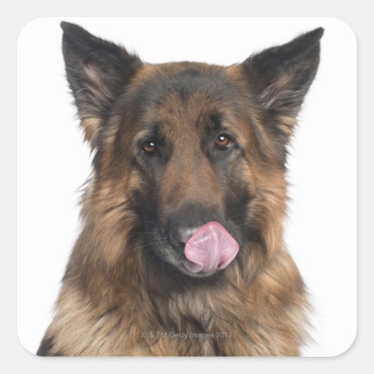 German Shepherd Vierkante Sticker (Voorkant)