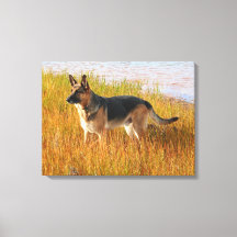 German Shepherd Wrapped Canvas Print