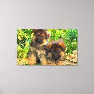 German Shepherds Canvas Afdruk