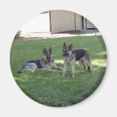 German Shepherds Magneet (Voorkant)