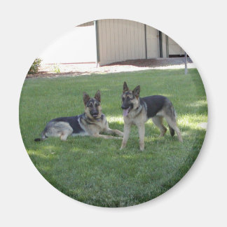German Shepherds Magneet