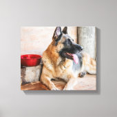 German Sheverliest Resting By Water Basin Canvas Afdruk (Voorkant)