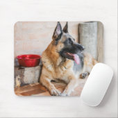 German Sheverliest Resting By Water Basin Muismat (Met muis)