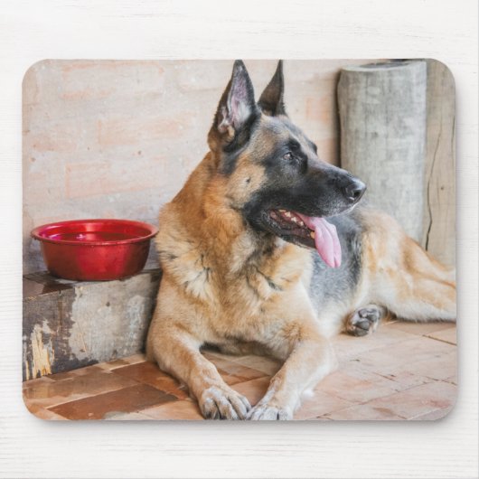 German Sheverliest Resting By Water Basin Muismat (Voorkant)