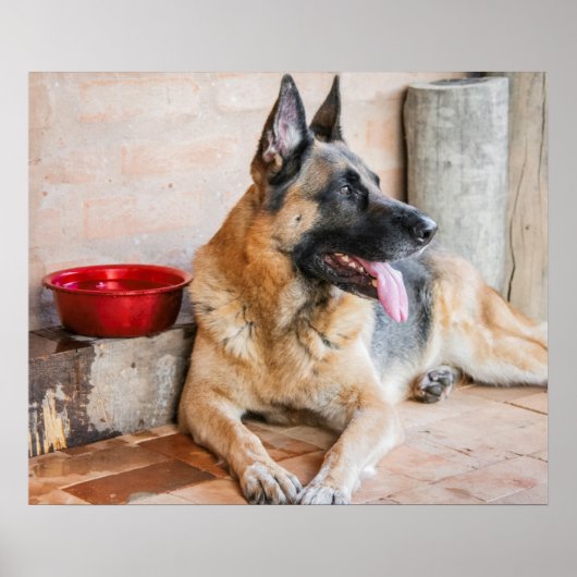 German Sheverliest Resting By Water Basin Poster (Voorkant)
