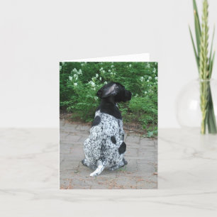 German Shorthair Pointer Puppy Kaart