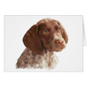 German Shorthair Puppy