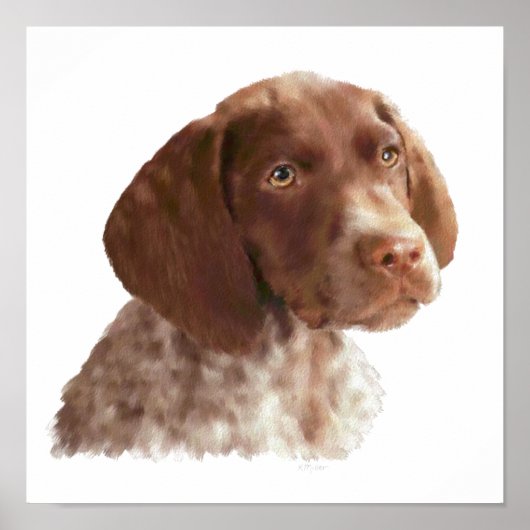 German Shorthair Puppy Poster (Voorkant)