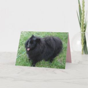 German Spitz Schattige Zwarte Pomeranian honden Ka Kaart
