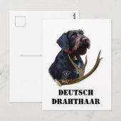 German Wirehaire Pointer Briefkaart (Voorkant / Achterkant)