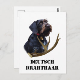 German Wirehaire Pointer Briefkaart