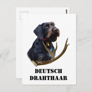 German Wirehaire Pointer Briefkaart