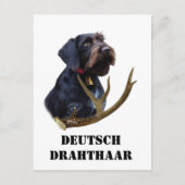 German Wirehaire Pointer Briefkaart (Voorkant)