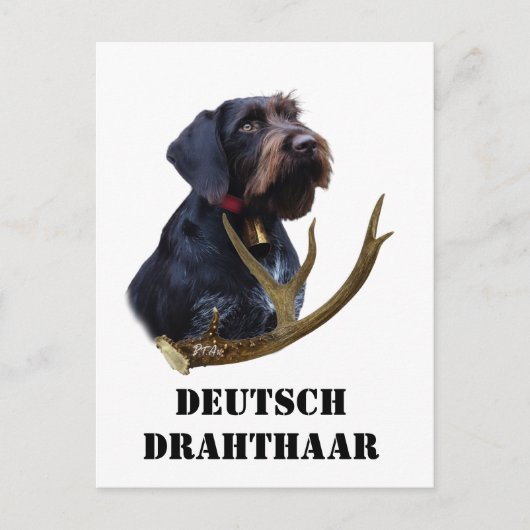 German Wirehaire Pointer Briefkaart (Voorkant)
