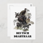 German Wirehaire Pointer Briefkaart (Voorkant / Achterkant)