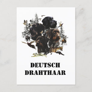 German Wirehaire Pointer Briefkaart