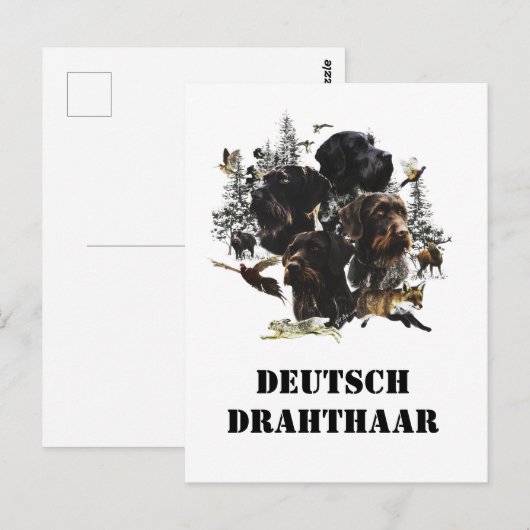 German Wirehaire Pointer Briefkaart (Voorkant / Achterkant)