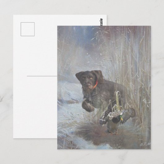 German Wirehaire Pointer Briefkaart (Voorkant / Achterkant)
