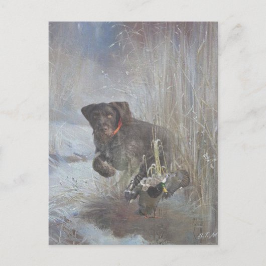 German Wirehaire Pointer Briefkaart (Voorkant)
