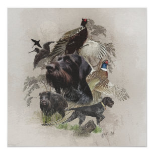 German Wirehaire Pointer , Continental pointo Perfect Poster