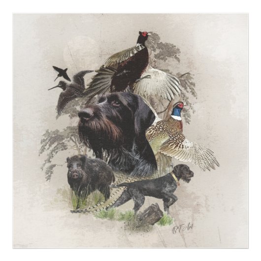 German Wirehaire Pointer Foto Afdruk (Voorkant)