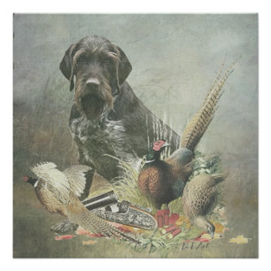 German Wirehaire Pointer Perfect Poster
