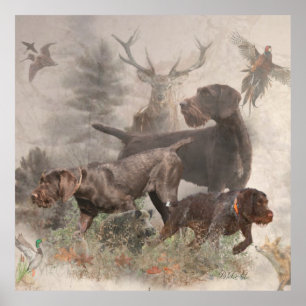 German Wirehaire Pointer Poster