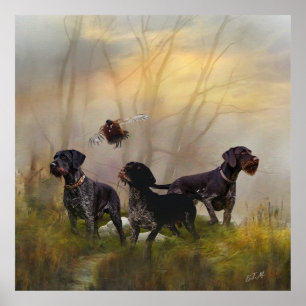 German Wirehaire Pointer Poster