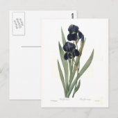 Germanica van de iris briefkaart (Voorkant / Achterkant)