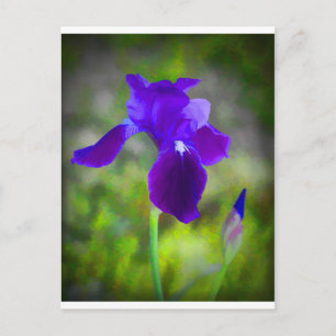 Germanisch Paars Iris Blossom Digitaal geschilderd Briefkaart