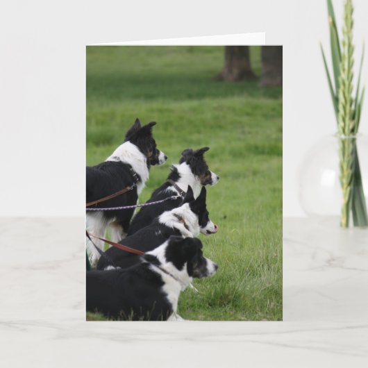 GermanShepherds Kaart (Voorkant)