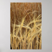 Gerst Poster (Voorkant)