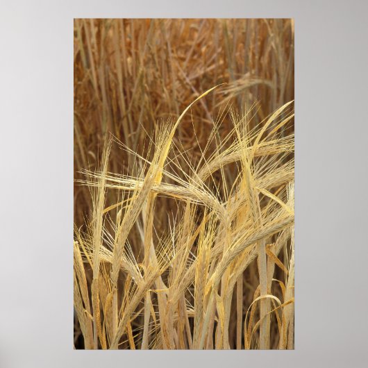 Gerst Poster (Voorkant)