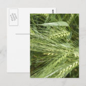 gersteveld briefkaart (Voorkant / Achterkant)