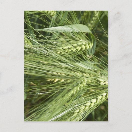 gersteveld briefkaart (Voorkant)