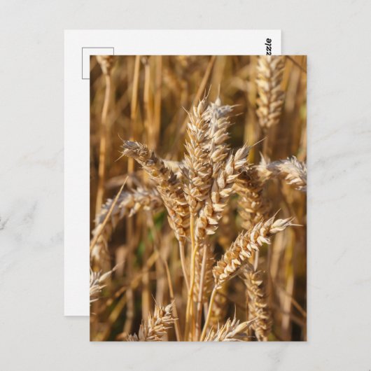 Gerstveld in Bretagne Briefkaart (Voorkant / Achterkant)