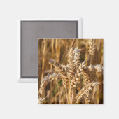 Gerstveld Magneet (Voorkant / Achterkant)