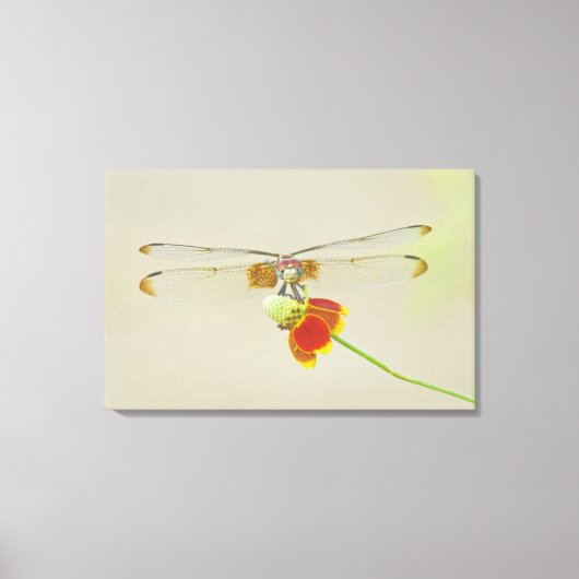 Geruite Setwing (Dythemis fugax) op Mexicaans Canvas Afdruk (Voorkant)