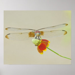 Geruite Setwing (Dythemis fugax) op Mexicaans Poster