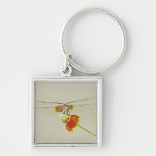 Geruite Setwing (Dythemis fugax) op Mexicaans Sleutelhanger