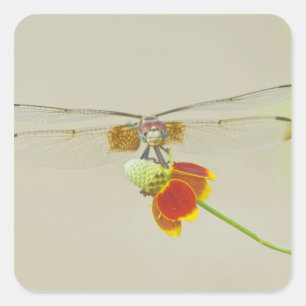 Geruite Setwing (Dythemis fugax) op Mexicaans Vierkante Sticker