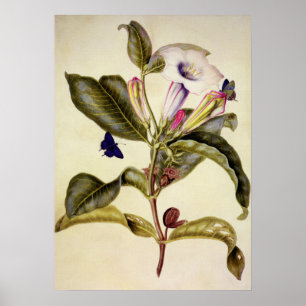 Gesacrode datura en blauwe vlinder poster