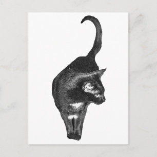 Geschaduwde Kattenblijdschap Briefkaart
