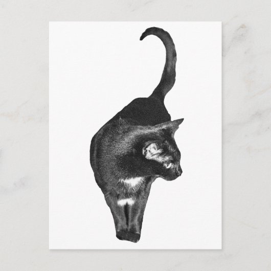 Geschaduwde Kattenblijdschap Briefkaart (Voorkant)