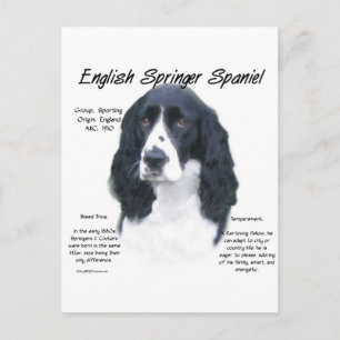 Geschiedenis Engels Springer Spaniel (blk) Briefkaart